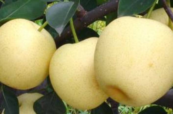 秋季非梨莫属 4种养生吃法
